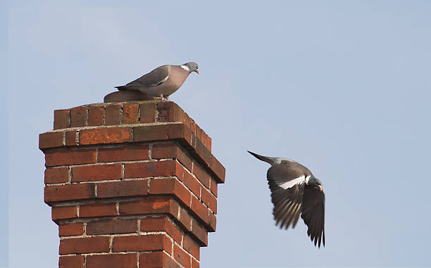 KEEP BIRDS OUT OF CHIMNEYS WITH SIMPLE AND EFFECTIVE SOLUTIONS!