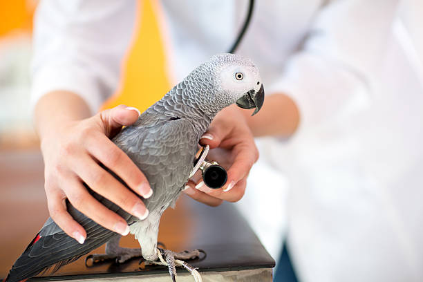 WORST DISEASES CARRIED BY BIRDS: PROTECT YOURSELF AND YOUR ENVIRONMENT!