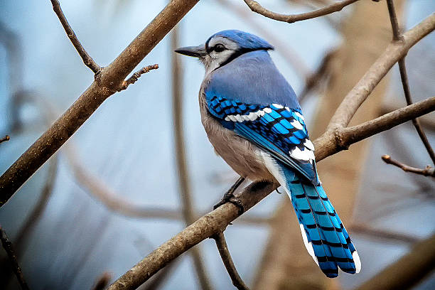 HOW TO DETER BLUE JAYS: KEEPING YOUR GARDEN SAFE AND SOUND!