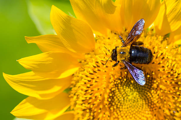 HOW TO DETER CARPENTER BEES WITHOUT CHEMICALS