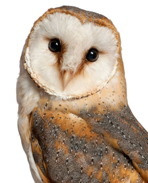 HOW TO DETER OWLS: PROTECT YOUR PROPERTY AND PETS!