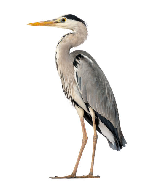 HOW TO DETER HERONS: PROTECTING YOUR PONDS AND FISH STOCK!