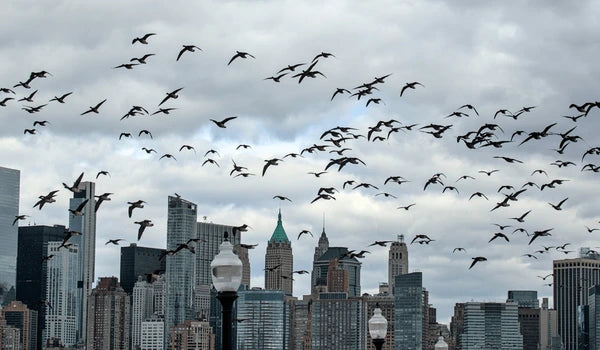 PREVENT BIRDS FROM GETTING STUCK IN BUILDINGS WITH SIMPLE, HUMANE SOLUTIONS!