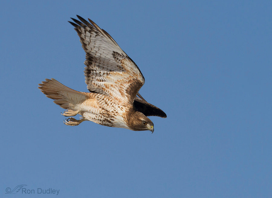 HOW TO DETER HAWKS: PROTECTING YOUR PETS AND PROPERTY!