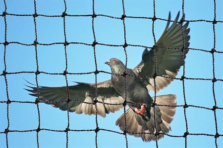 HOW TO DETER BIRDS FROM NEW CONSTRUCTIONS: KEEP YOUR SITE BIRD-FREE!