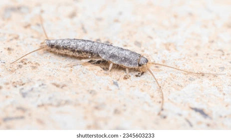 HOW TO PREVENT SILVERFISH IN BATHROOMS