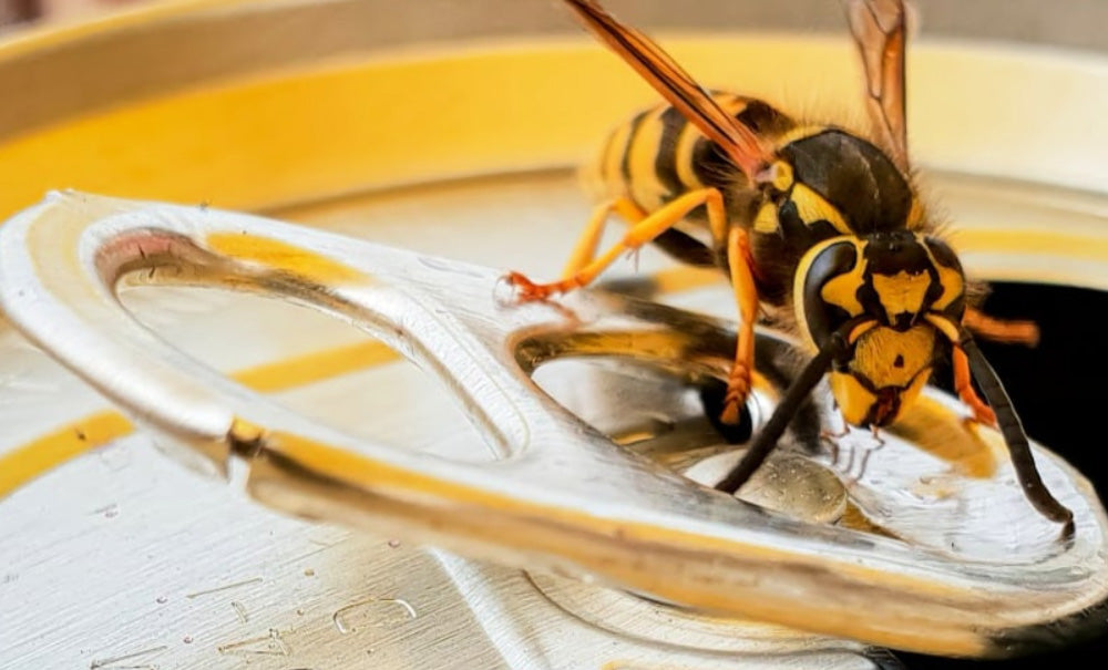 KEEP BBQ AREAS WASP-FREE WITH THESE PROVEN PRACTICES!