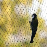 Bird Netting Deterrents