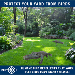 PESTEZE® 49 Inch Realistic Inflatable Alligator [1 Pack] Scares Pest Birds like Woodpeckers, Sparrows, Pigeons, Crows, Gulls & Critters from Pools & Yards without Harming them to Protect Property