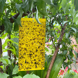 BUGEZE® USA Sticky Plant Flying Insect Traps [30 Pack]