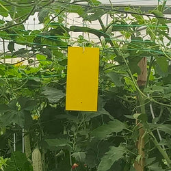 BUGEZE® USA Sticky Plant Flying Insect Traps [30 Pack]