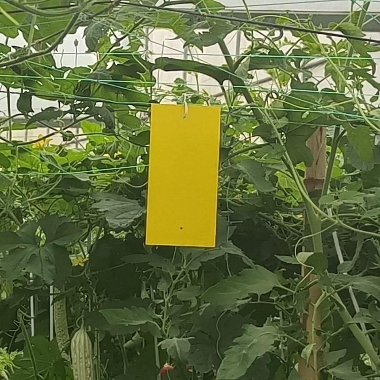 BUGEZE® USA Sticky Plant Flying Insect Traps [30 Pack]