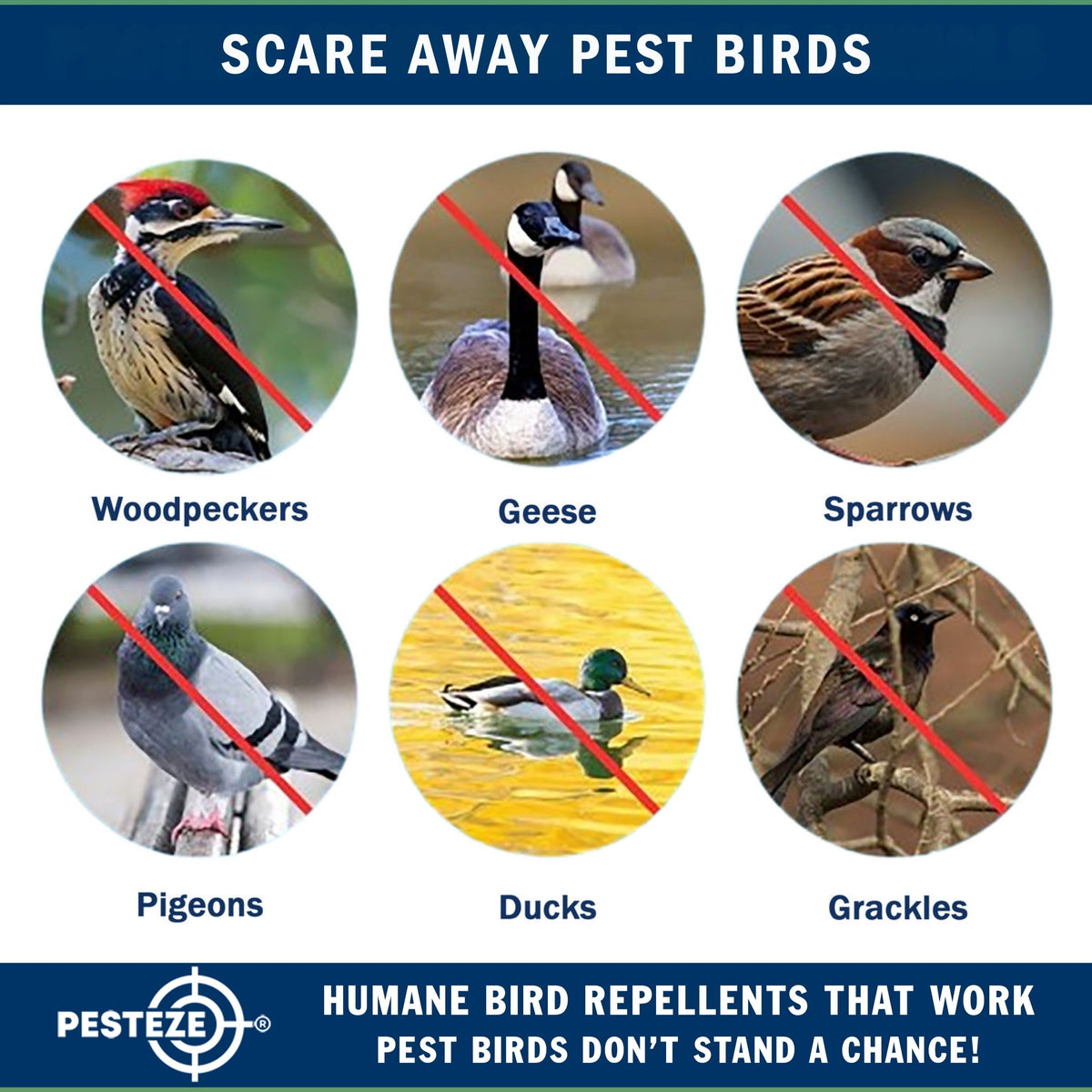 PESTEZE® Solar Ultrasonic Bird Repeller. Detects & Deters  Pest Birds like Woodpeckers, Pigeons, Crows, Ducks, Geese & Critters from Yards using Ultrasonic Sounds. Does not Harm Birds or People - Pesteze