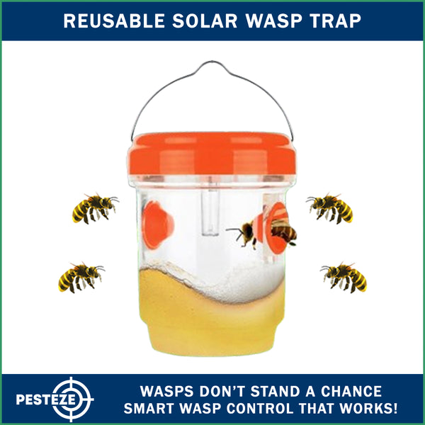 Wasps & Hornets