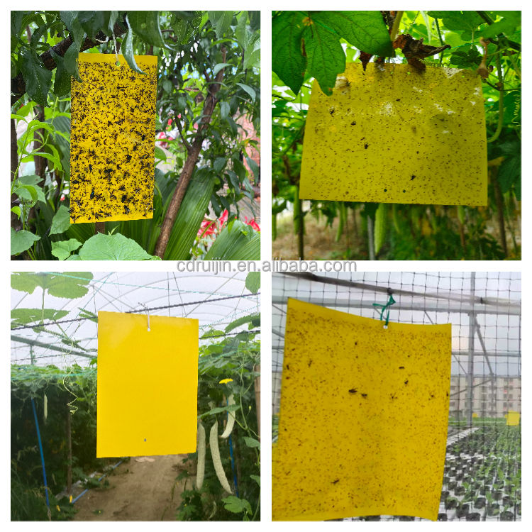 BUGEZE® USA Yellow Double Sided Sticky Flying Insect Traps [20 Pack- 6X8 Inches]