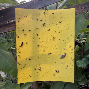 BUGEZE® USA Yellow Double Sided Sticky Flying Insect Traps [20 Pack- 6X8 Inches]