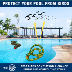PESTEZE® USA 27 Inch Realistic Inflatable Snakes [2 Pack - 1 Yellow Green + 1 Grey Green] Scares Pest Birds Like Ducks Woodpeckers, Sparrows, Pigeons, Crows, Gulls & Critters from Pools & Yards Without Harming them to Protect Property