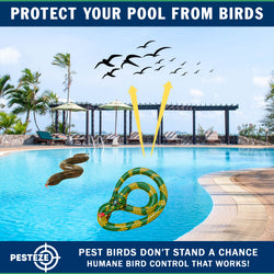 PESTEZE® USA 27 Inch Inflatible Snake [2 Pack - 1 Curly Yellow-Green + 1 Brown] Predators Pest Birds  like Woodpeckers, Sparrows, Pigeons, Crows, Gulls & Critters from Pools & Yards without Harming them to Protect Property