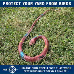 PESTEZE® Variety 27 Inch Realistic Rubber Snakes [5 Pack] Scares Pest Bids like Woodpeckers, Sparrows, Pigeons, Crows, Gulls & Critters without Harming them to Protect Property