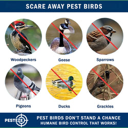 PESTEZE® USA 27 Inch Inflatible Snake [2 Pack - 1 Curly Yellow-Green + 1 Brown] Predators Pest Birds  like Woodpeckers, Sparrows, Pigeons, Crows, Gulls & Critters from Pools & Yards without Harming them to Protect Property