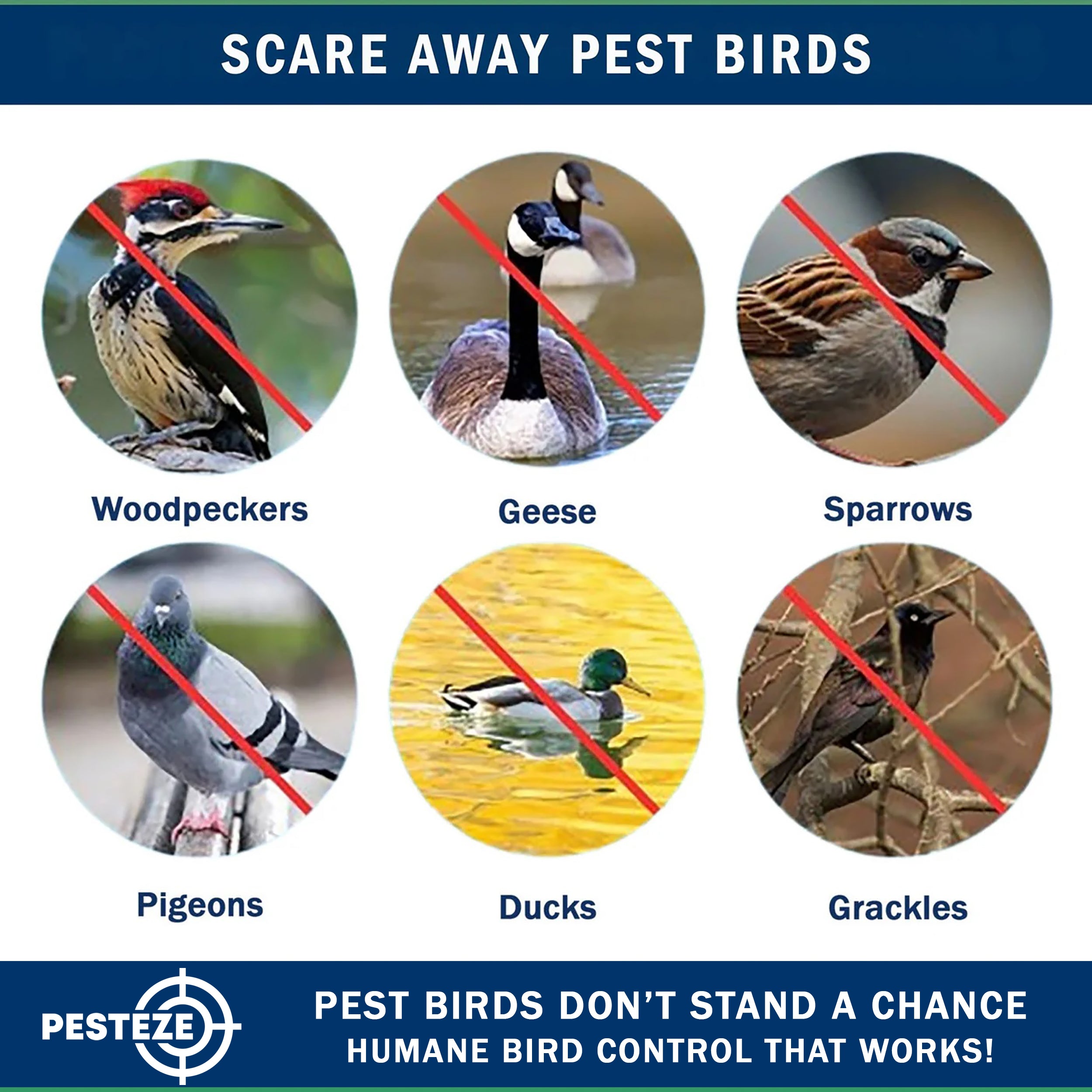PESTEZE® USA 27 Inch Inflatible Snake [2 Pack - 1 Curly Yellow-Green + 1 Brown] Predators Pest Birds  like Woodpeckers, Sparrows, Pigeons, Crows, Gulls & Critters from Pools & Yards without Harming them to Protect Property