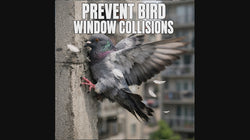PESTEZE® Rainbow Butterfly Anti Strike Static Cling Decals for Windows to Prevent Wild Bird Collisions [16 Decals/2 Pages] Bird Alert Window Decals Save Birds from Window Strikes & Help them Soar