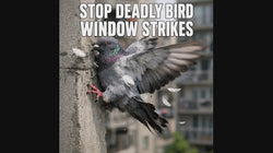 PESTEZE® Colorful Butterflies Anti Strike Static Cling Decals for Windows to Prevent Wild Bird Collisions [58 Decals/9 Pages] Bird Alert Window Decals Save Birds from Window Strikes & Help them Soar
