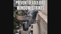 PESTEZE® Black Hummingbirds Anti Strike Static Cling Decals for Windows to Prevent Wild Bird Collisions [37 Decals/9 Pages] Bird Alert Window Decals Save Birds from Window Strikes & Help them Soar