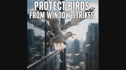 PESTEZE® UV Reflective Butterfly Anti Collision Static Cling Decals for Windows to Prevent Wild Bird Strikes [24 Decals/4 Pages] Bird Alert Window Decals Save Birds from Window Strikes & Help them Soar