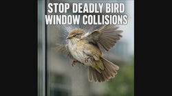 PESTEZE® White Hummingbirds Anti Collision Static Cling Decals for Windows to Prevent Wild Bird Strikes [37 Decals/9 Pages] Bird Alert Window Decals Save Birds from Window Strikes & Help them Soar