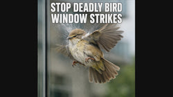 PESTEZE® UV Reflective Leaf Medley Anti Strike Static Cling Decals for Windows to Prevent Wild Bird Collisions [26 Decals/4 Pages] Bird Alert Window Decals Save Birds from Window Strikes & Help them Soar