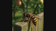 PESTEZE® USA Premium Hanging Wasp Nest Decoy [11.8 x 8.6 Inch] — Faux Hornet Hive Deterrent Helps Deter Wasps, Hornets& Yellow Jacket Species Outdoors by Simulating Rival Hives Without Harsh Chemicals