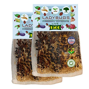 3000 Live Ladybugs - Good Bugs - (2 X 1500 Live Ladybugs) for Garden - Guaranteed Live Delivery!