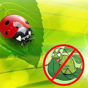 1500 Live Ladybugs - Hippodamia Convergens - Guaranteed Live Deliver - Plastic Container for Moth (1500)