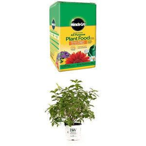 Miracle-Gro Water Soluble All Purpose Plant Food and Proven Winners 1 Gallon Limelight Hardy Hydrangea (Paniculata) Live Shrub