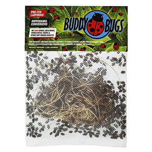 1500 Pre-Fed Live Ladybugs | BuddyBugs | Hippodamia Convergens | Guaranteed Live Delivery | for Aphid Control and Other Insects + THCity Stake