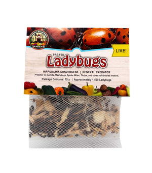 1500 Live Ladybugs - Guaranteed Live Delivery! + Good Bug Nectar