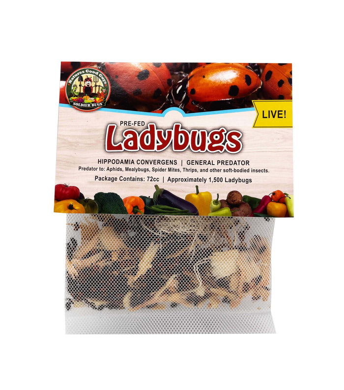 1500 Live Ladybugs - Guaranteed Live Delivery! + Good Bug Nectar