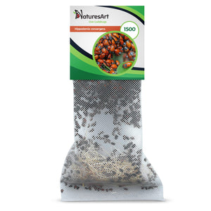 1500 Live Ladybugs - Good Bugs for Garden - Ladybug for Greenhouse - Guaranteed Live Delivery!