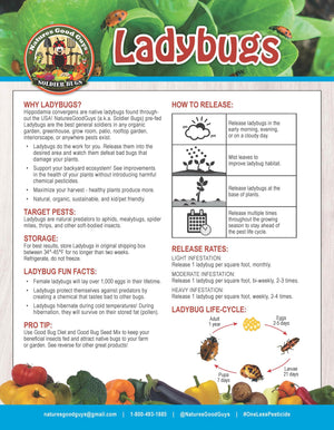 1500 Live Ladybugs - Guaranteed Live Delivery! + Good Bug Nectar