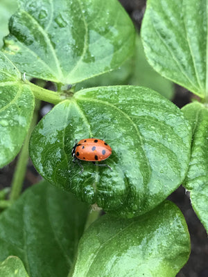 1500 Live Ladybugs - Good Bugs - Ladybugs - Guaranteed Live Delivery!