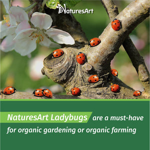 1500 Live Ladybugs - Good Bugs for Garden - Ladybug for Greenhouse - Guaranteed Live Delivery!