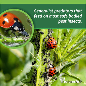 1500 Live Ladybugs - Good Bugs for Garden - Ladybug for Greenhouse - Guaranteed Live Delivery!