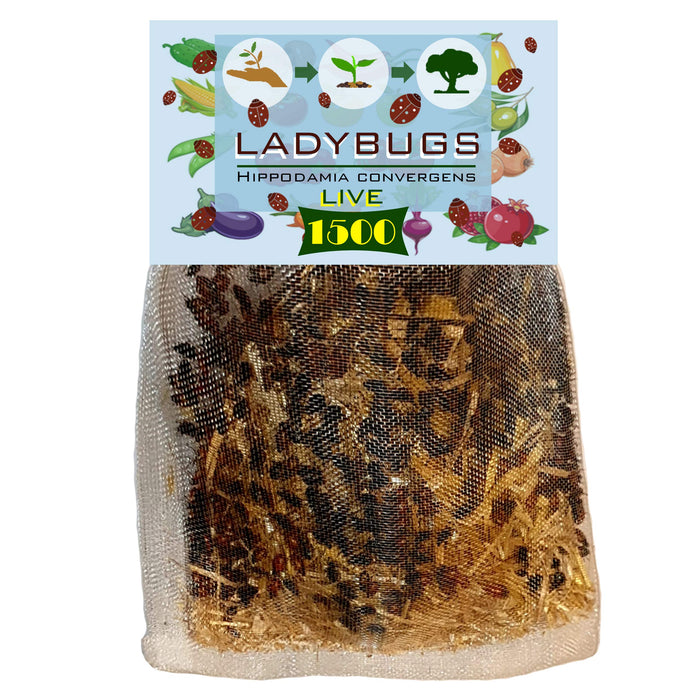 1500x1 Live Ladybugs - Good Bugs - Ladybugs for Garden - Guaranteed Live Delivery!