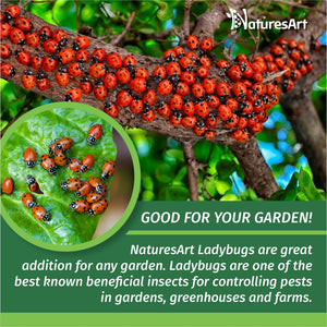 1500 Live Ladybugs - Good Bugs for Garden - Ladybug for Greenhouse - Guaranteed Live Delivery!